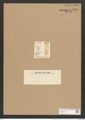 Mastogloia quinquecostata Grun. (de-Toni-Nr.: Genus 26, Species 1287) Zeichnungen Sammlung Grunow Nr. 2448 (NHMW-BOT-W0369618)